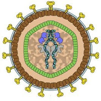 Group VI: RNA reverse transcribing viruses; Maf