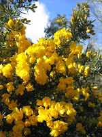 ulex europaeus(Gorse) Hawaii