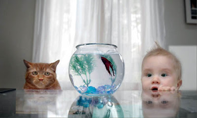 http://2.bp.blogspot.com/_gTJMEP-c2fo/SLAylptd44I/AAAAAAAAD1s/tsLjZHXURrg/s400/cat-fish-baby.jpg