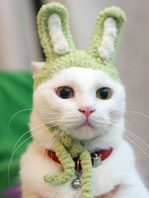 Funny Cat Quotes Clip Art funny cat quotes. Funny Cat Quotes Clip Art