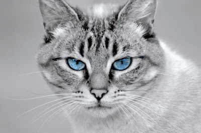 View Topic Warrior Cats Join The Clan Chicken Smoothie