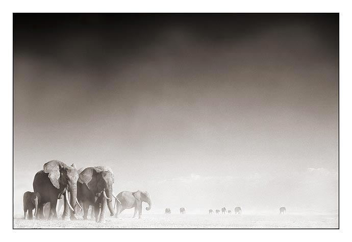 Nick Brandt Creative Wildlife Photography Seen On www.coolpicturegallery.us Nick Brandt Creative Wildlife Photography Seen On www.coolpicturegallery.us