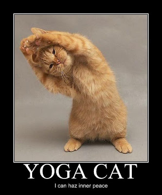 http://2.bp.blogspot.com/_gTJMEP-c2fo/SjVZBf1J5hI/AAAAAAAANAk/zqVseCDnZY8/s400/yoga_cat.jpg