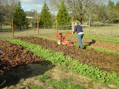 Tricks For Making A Beautiful Butterfly Garden