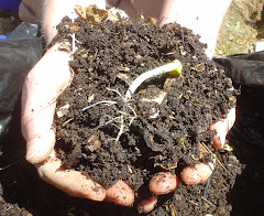 Worm Compost