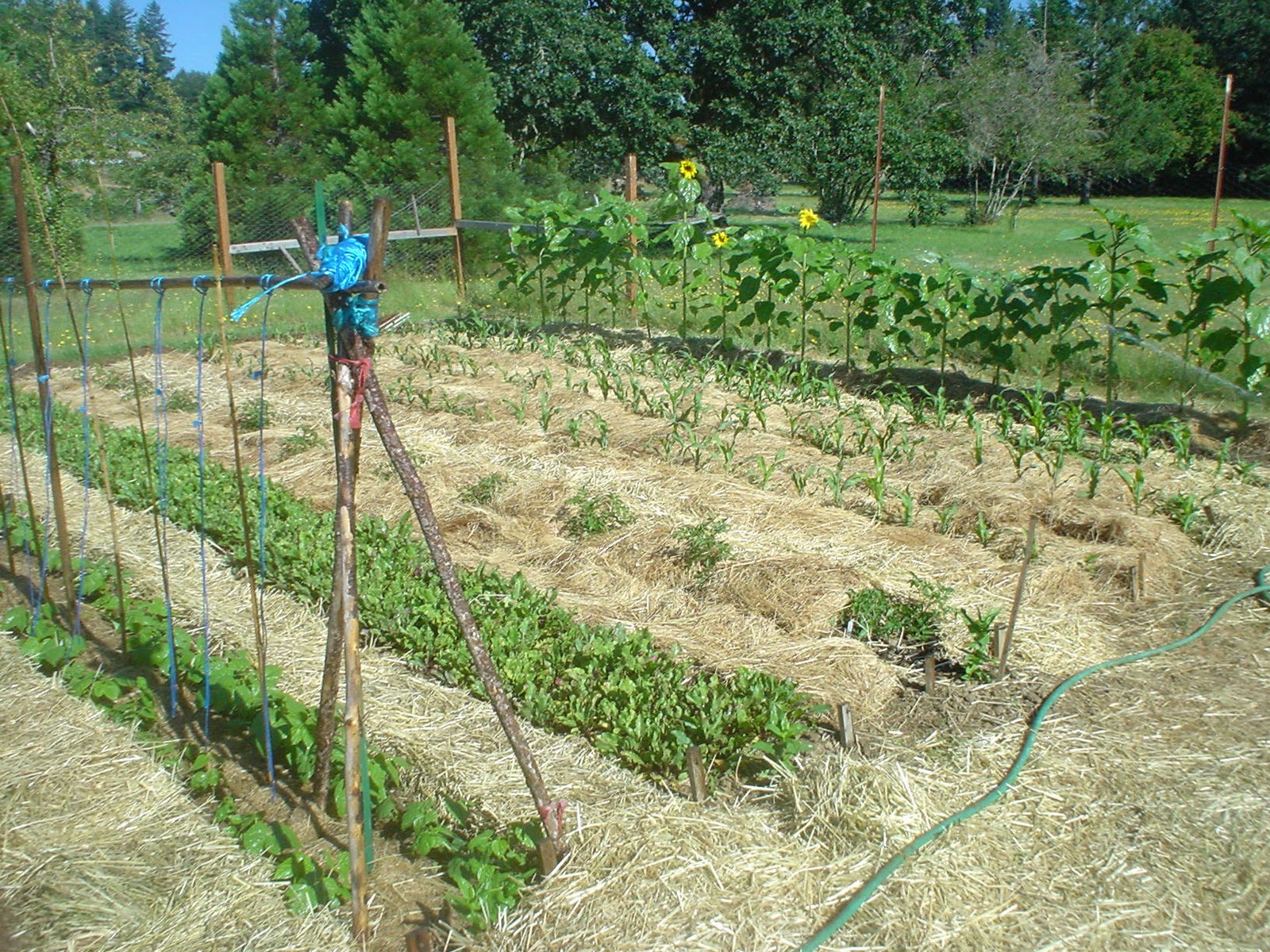 "Sharing Gardens" The benefits of deep mulching