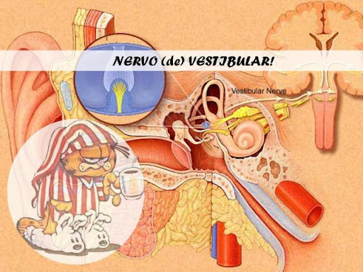 Nervo-vestibular