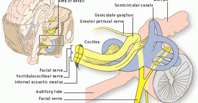 Cranial Nerves: VESTIBULOCOCHLEAR NERVE