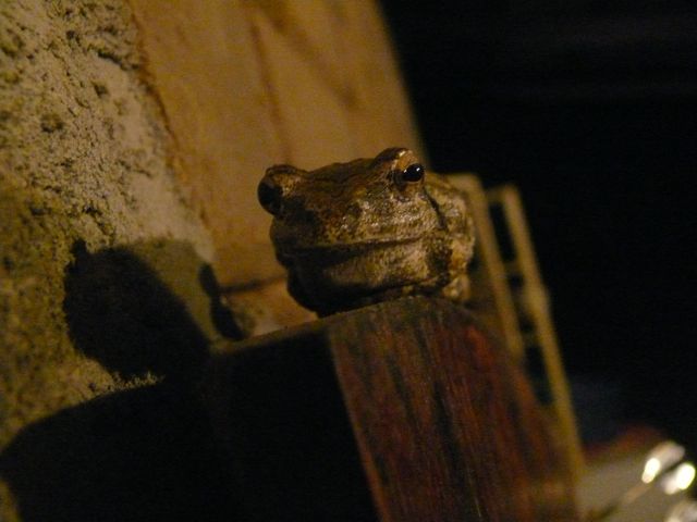 [night+frog.jpg]