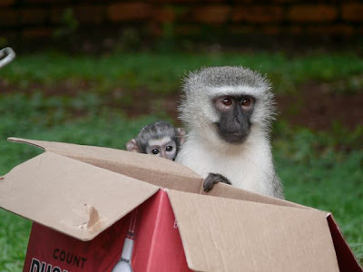 monkeys+over+box.jpg