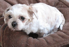 Bella: 3 - 4 year old Shih-tzu.  This is what she looked like when she first came into rescue.