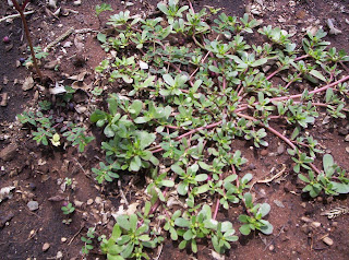 This Secret Poison of the Garden Will Change How You See Verdolagas Forever