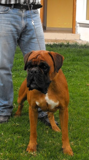 BOXERS DE LOS CURANDEROS