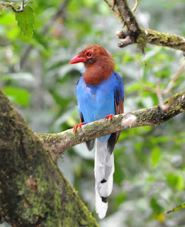 Sri Lanka Blue Magpie or Ceylon Magpie (Urocissa ornata)