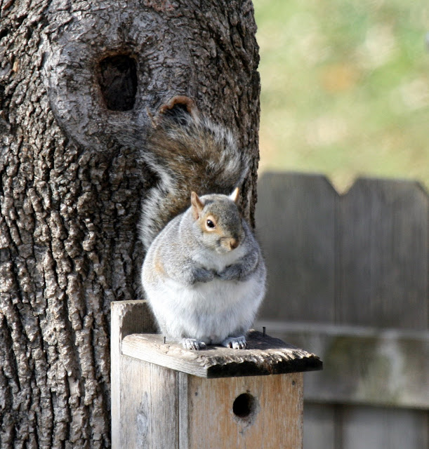 Hasty Brook Fat Squirrels And Birds That Are Black