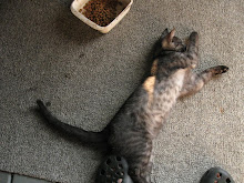 Beautiful grey on grey markings.