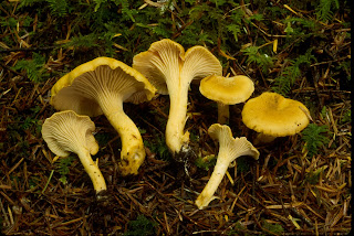 Pacific Golden Chanterelle