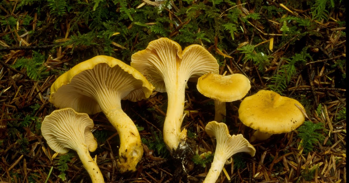 Timber Press Talks Pacific Golden Chanterelle