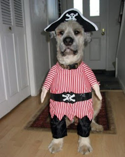 Funny dressed up animals