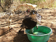 Tai, the pet African Hawk Eagle