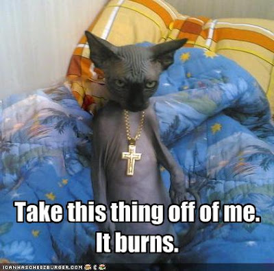 Funny Hairless Cat Videos Funny Hairless Cat Videos