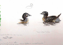 Grebes