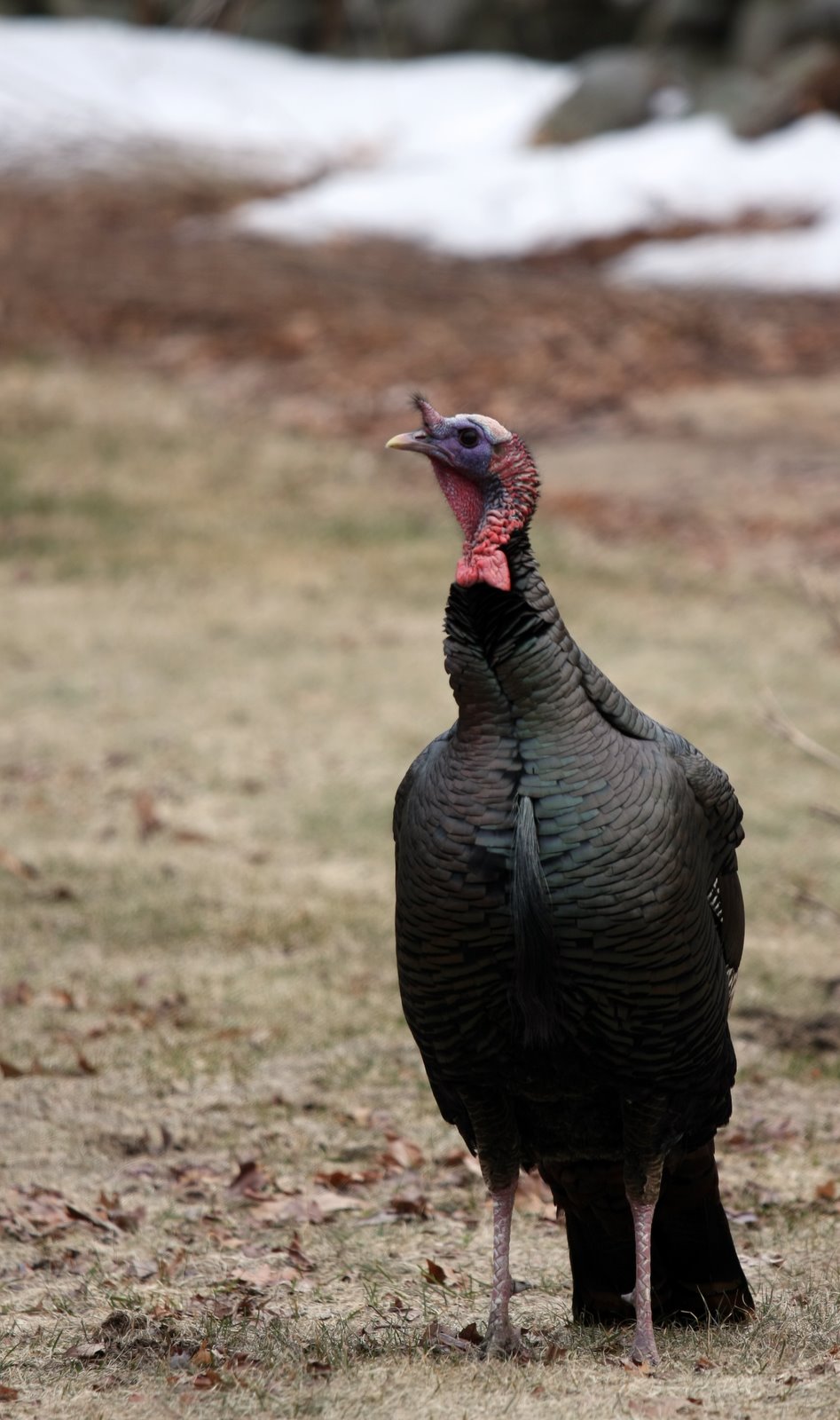 [2008-03-14+1613354.JPG]