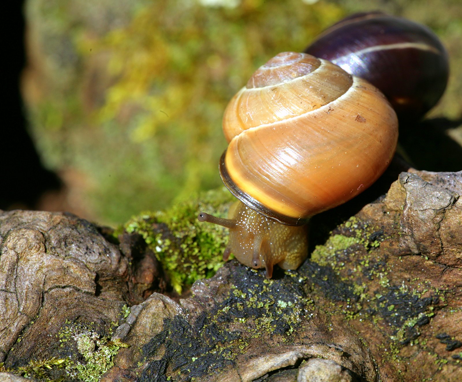 [2007-03-31+120406+6.JPG]