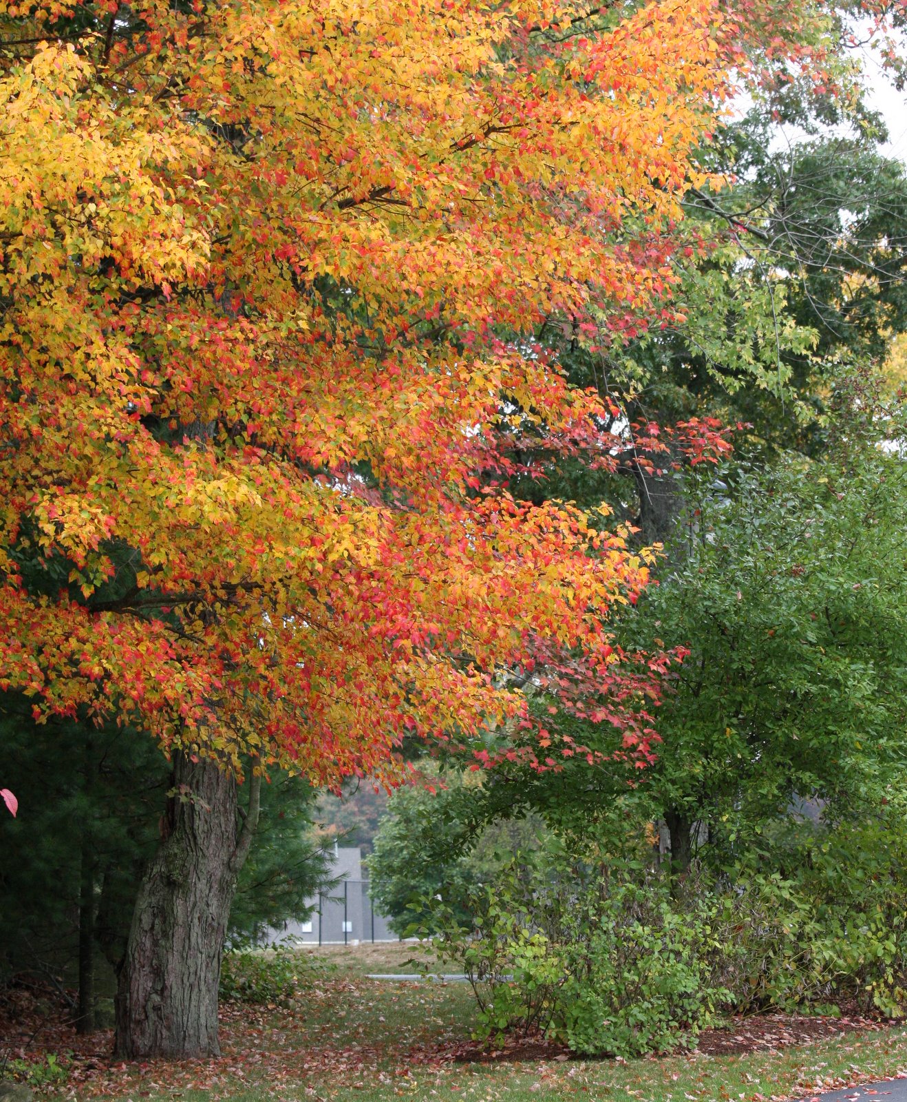 [2007-10-100911500.JPG]