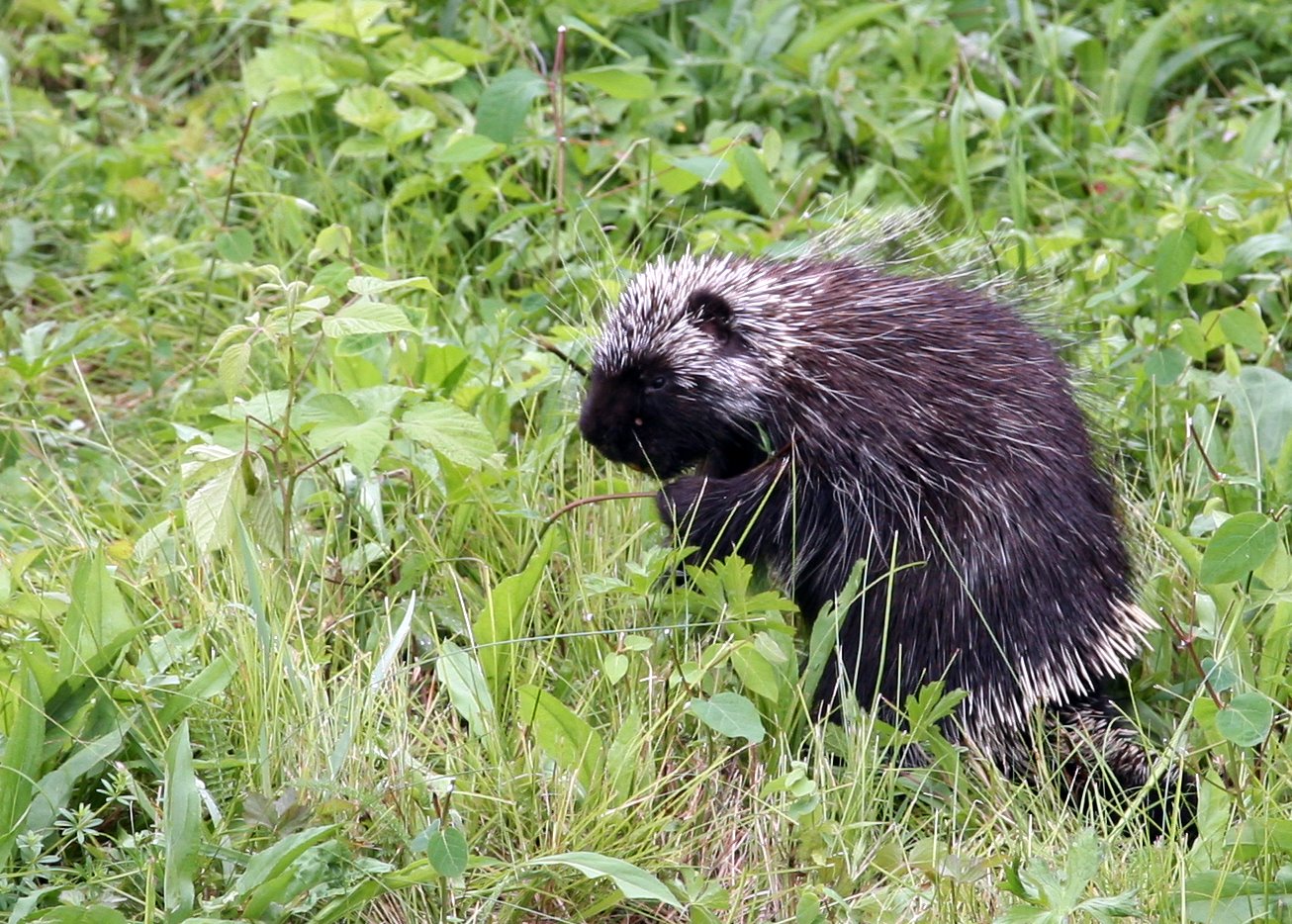 [2008-07-04+1510048.JPG]