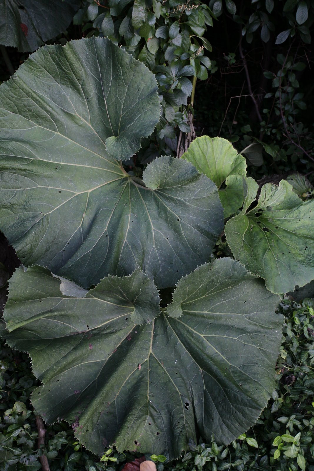 [2009-09-20+181816+2.JPG]