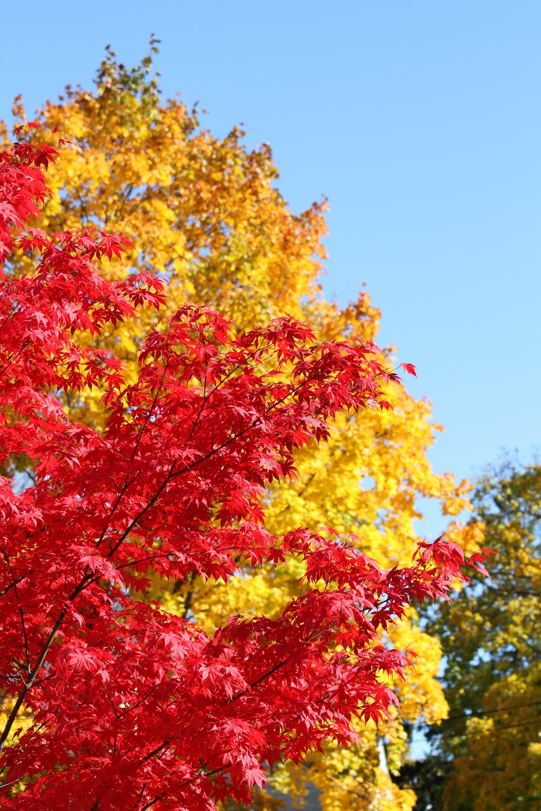 [2009-10-25+124557+749.JPG]