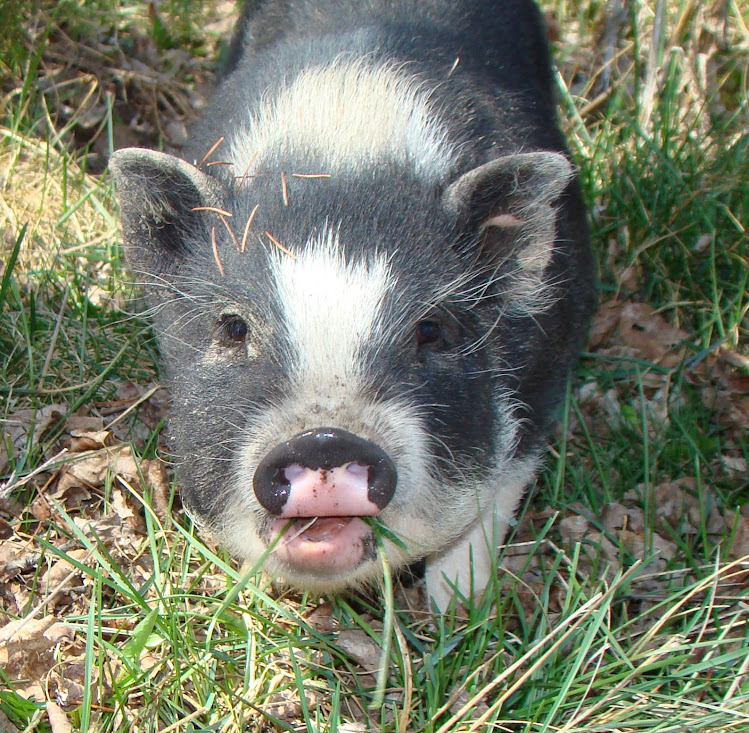 Pot-bellied pig page