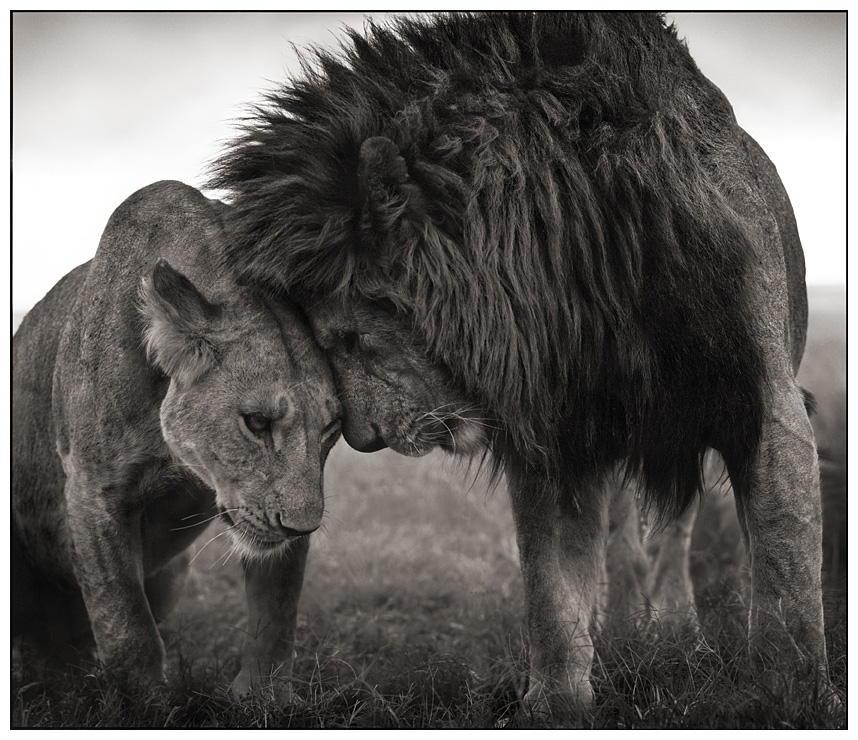 Tattoo Sexy Body Africa S Wild Animals Black White