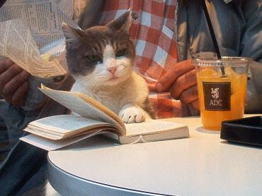   49+cat+reading