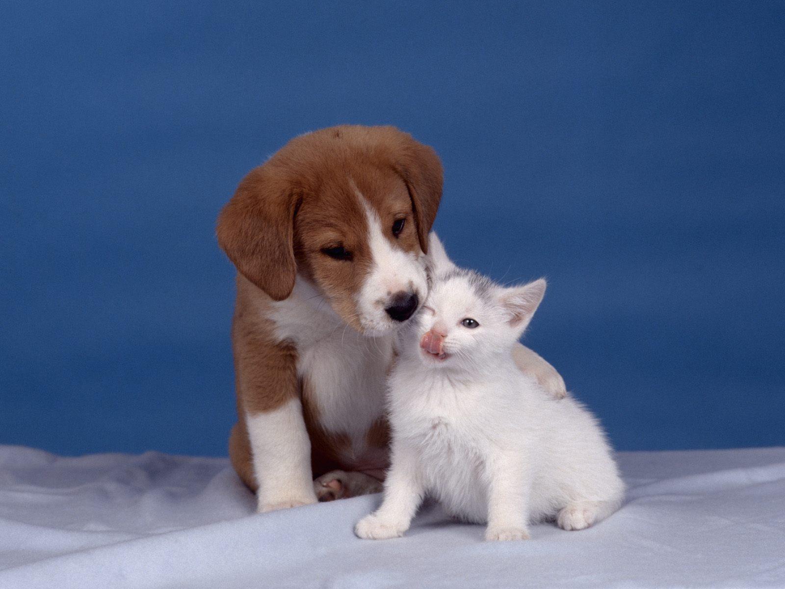 A gallery of cute kittens with puppy dogs pictures