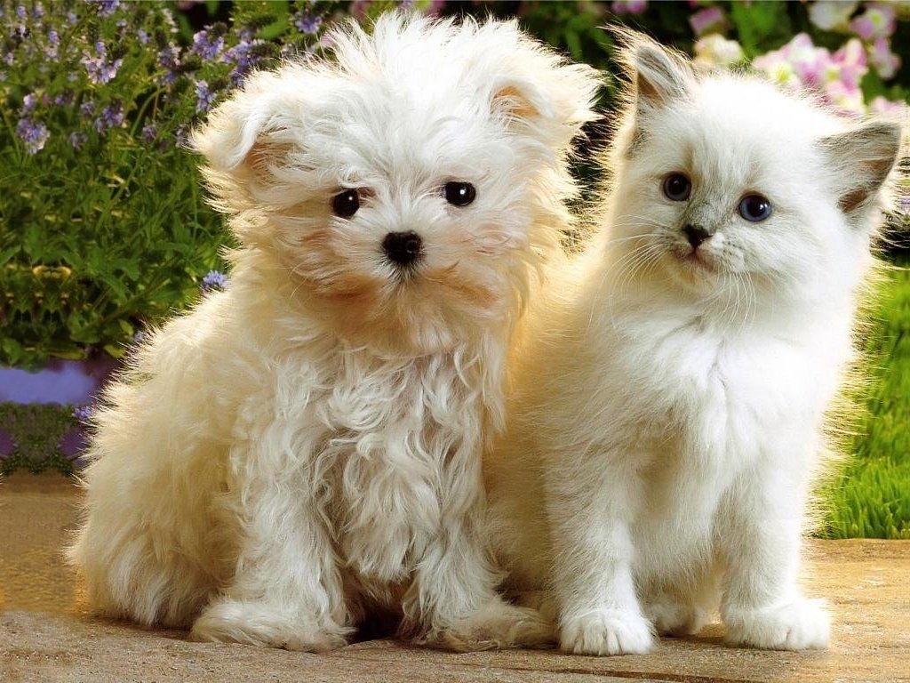 Kittens and Puppies  Cat Pictures and Videos