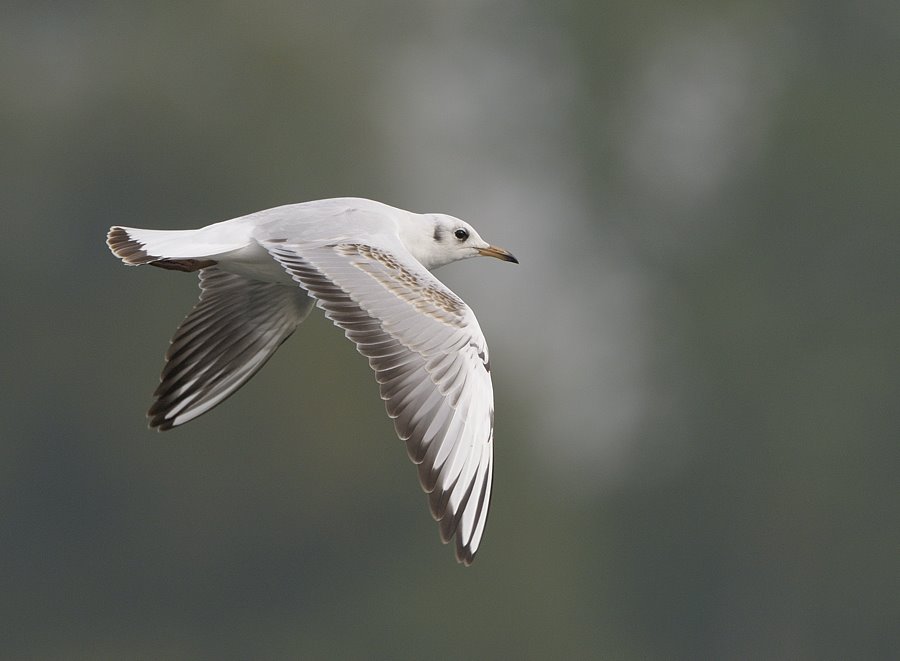 [_DSC0452-Blk+h+gull+stewartby.jpg]