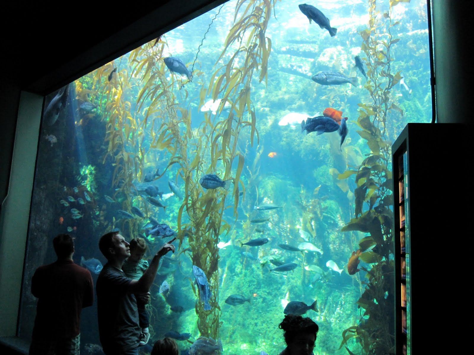 the hawkins family Birch Aquarium