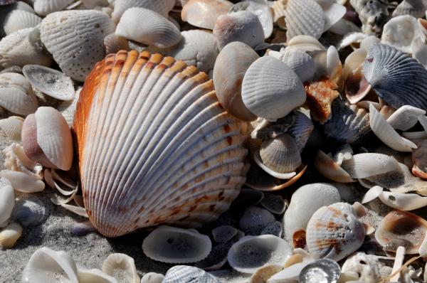 Seashells Photos
