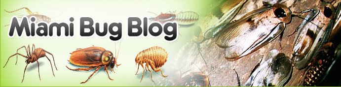 Miami Pest Control: Bees, Bedbugs, Fleas, and Ticks