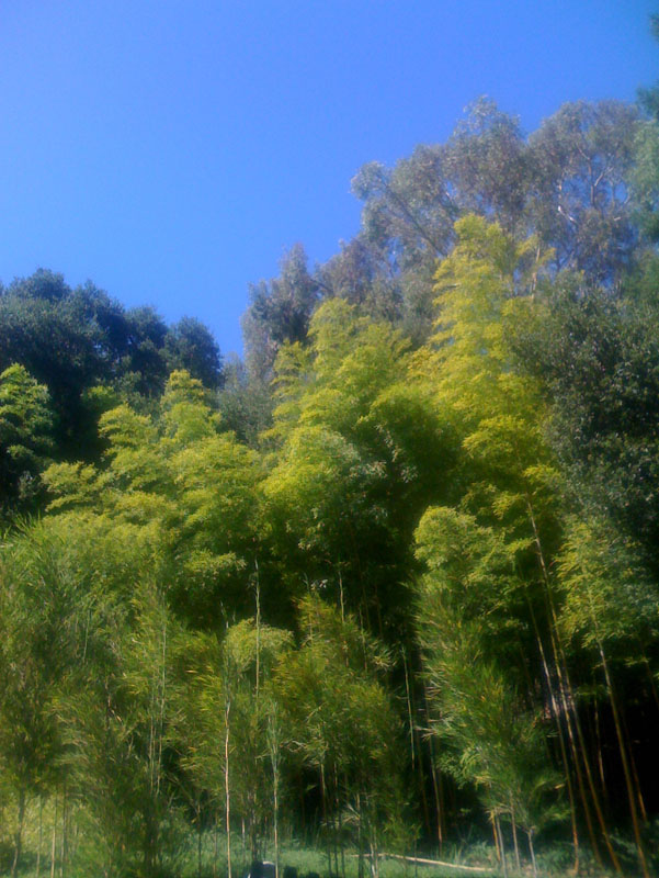 [11_bamboo_forest.jpg]