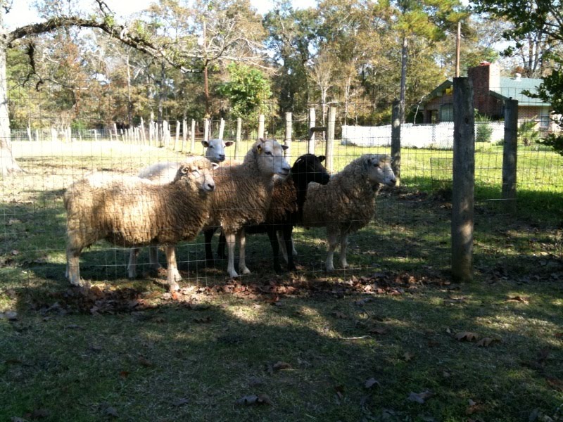 [sheep+alert+2.jpg]