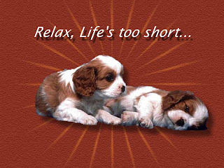 relax, puppies, cute, life, short - Images provided by http://photoforu.blogspot.com/