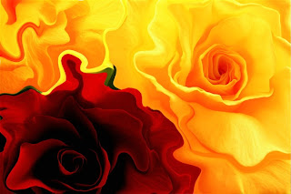 rose, red and yellow, abstract - Images provided by http://photoforu.blogspot.com/
