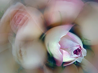 Dreaming roses - beautiful flowers ( photoforu.blogspot.com )