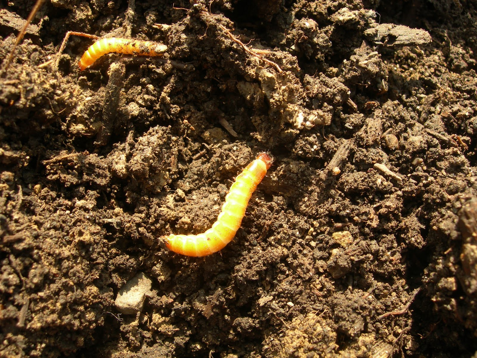 Ants In My Pants Common Spring Garden Soil Pests Beneficials