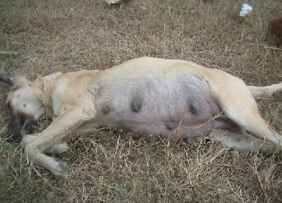 For the first three weeks of