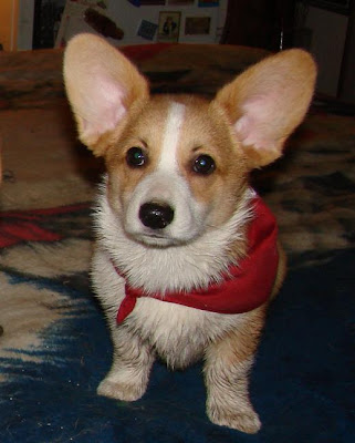 corgi bandana