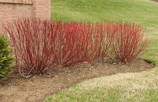 Red+twig+dogwood+shrub+pictures